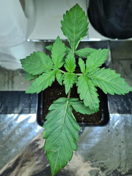 Tarte Tatin | Greenhouse Seeds Co.. Week 1 - 18-11
