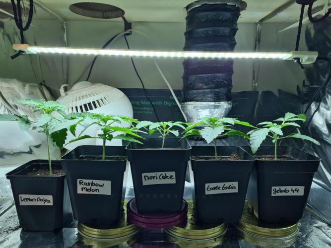 Tarte Tatin | Greenhouse Seeds Co.. Week 1 - Group Photo