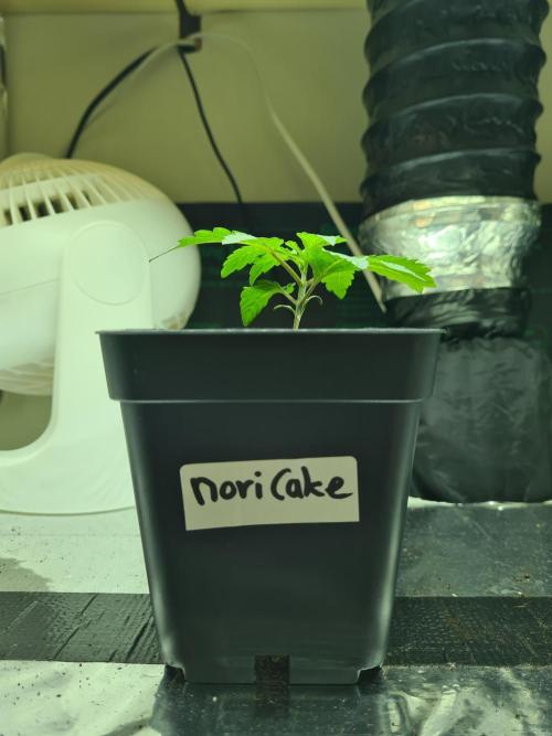 Nori Cake | Green House Seed Co.. Week 1 - 18-11