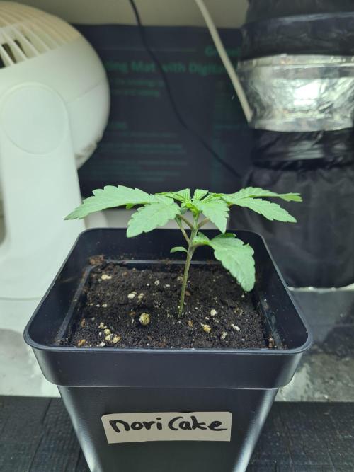 Nori Cake | Green House Seed Co.. Week 1 - 18-11