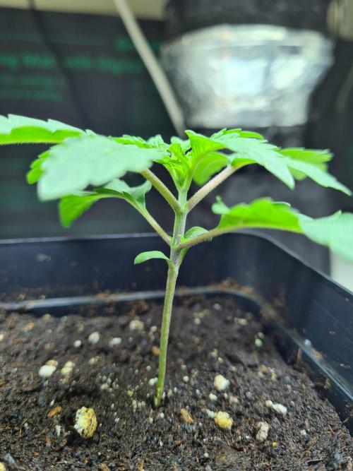 Nori Cake | Green House Seed Co.. Week 1 - 18-11