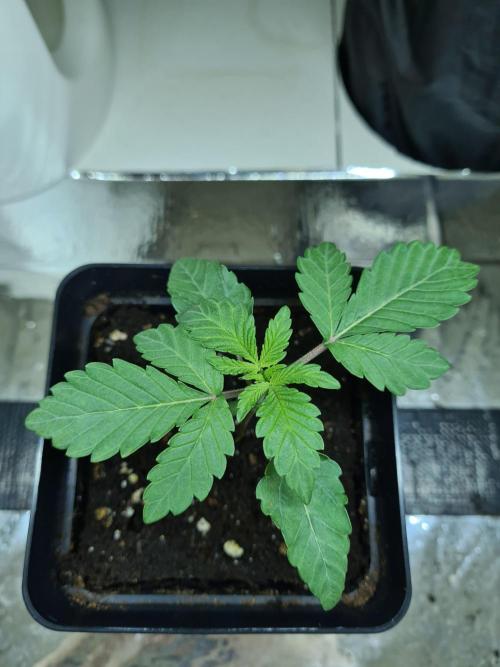 Nori Cake | Green House Seed Co.. Week 1 - 18-11