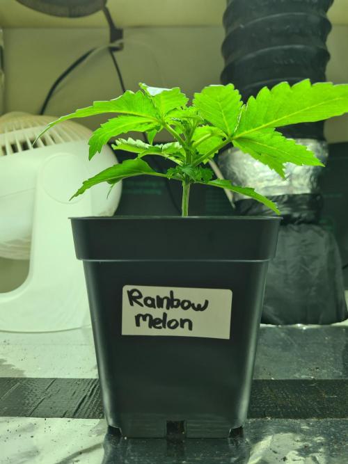 Rainbow Melon | Fast Buds. Week 1 - 18-11