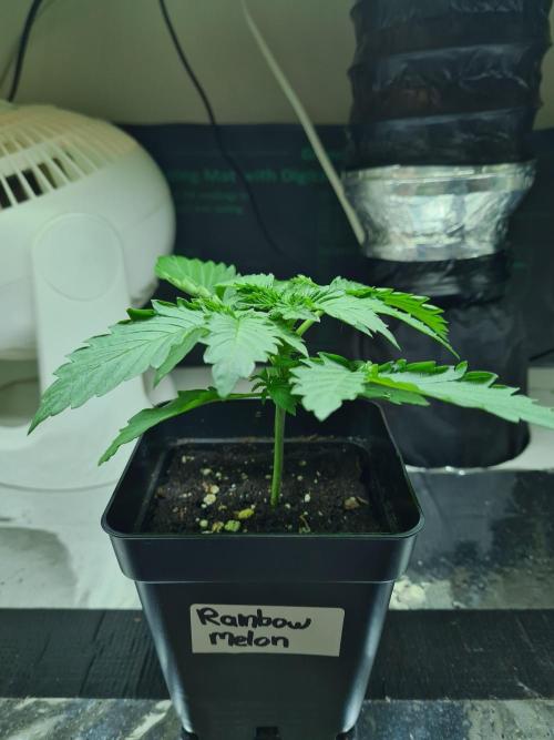 Rainbow Melon | Fast Buds. Week 1 - 18-11