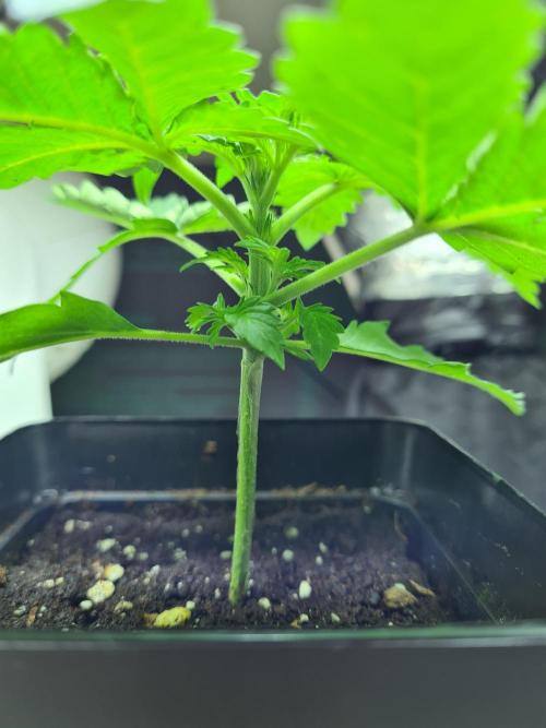 Rainbow Melon | Fast Buds. Week 1 - 18-11