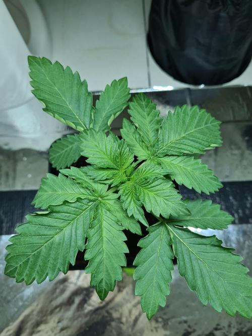 Rainbow Melon | Fast Buds. Week 1 - 18-11