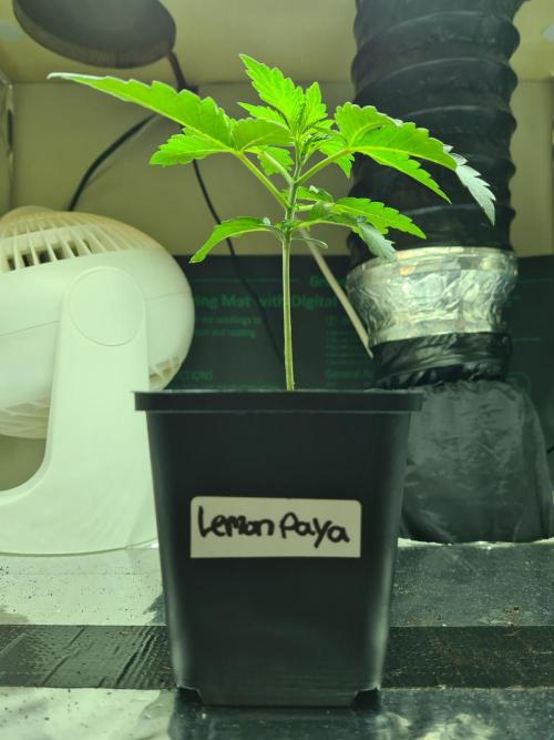 Lemonpaya | Fast Buds. Week 1 - 18-11