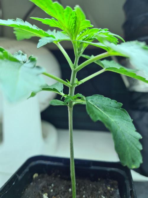 Lemonpaya | Fast Buds. Week 1 - 18-11