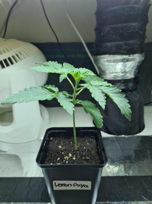 Lemonpaya | Fast Buds. Week 1 - 18-11