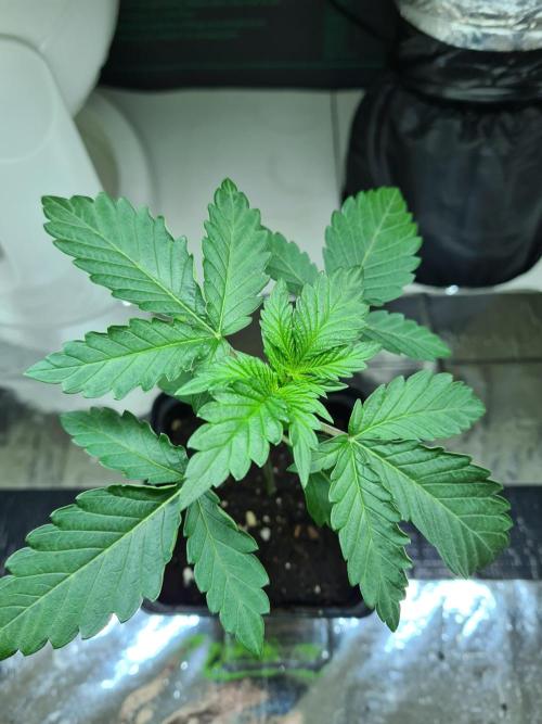 Lemonpaya | Fast Buds. Week 1 - 18-11