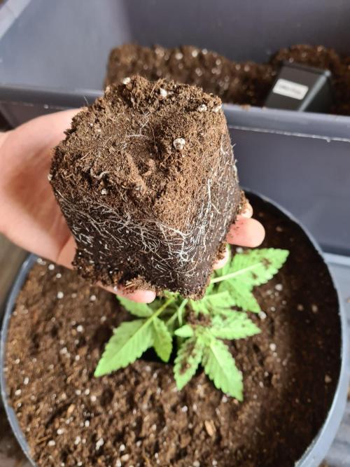 Lemonpaya | Fast Buds. Week 2 - 20-11 Roots