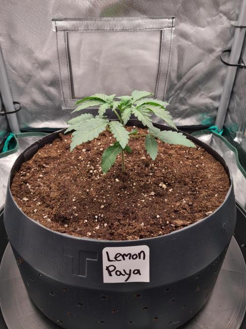 Lemonpaya | Fast Buds. Week 2 - 20-11 Transplanted