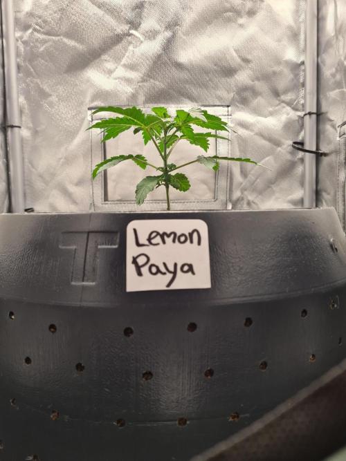 Lemonpaya | Fast Buds. Week 2 - 20-11 Transplanted