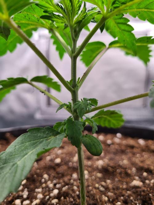 Lemonpaya | Fast Buds. Week 2 - 20-11 Transplanted
