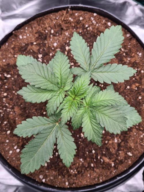 Lemonpaya | Fast Buds. Week 2 - 20-11 Transplanted