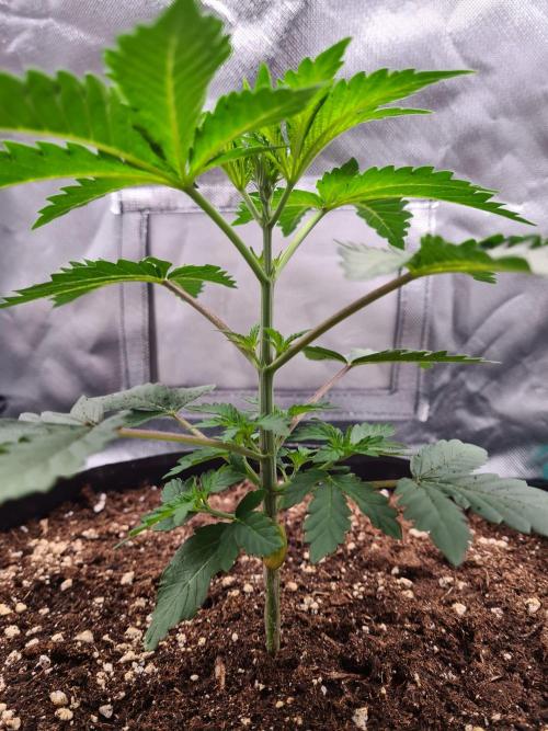 Lemonpaya | Fast Buds. Week 2 - 26-11 Before topping