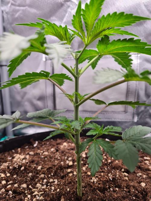 Lemonpaya | Fast Buds. Week 2 - 26-11 After topping