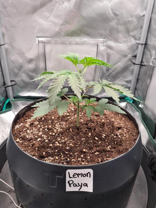 Lemonpaya | Fast Buds. Week 2 - 26-11