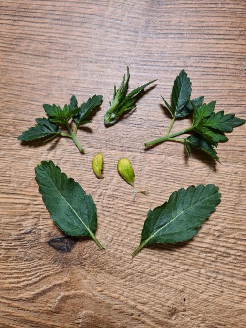 Lemonpaya | Fast Buds. Week 2 - 26-11