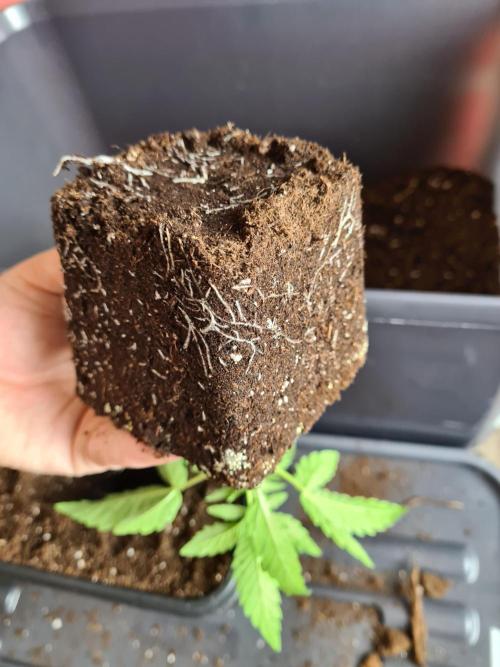Gelato 44 | Royal Queen Seeds. Week 2 - 20-11 Roots