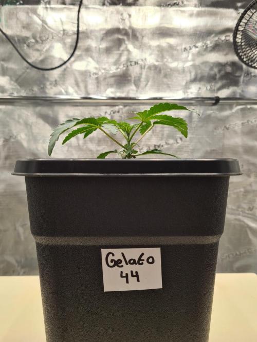 Gelato 44 | Royal Queen Seeds. Week 2 - 20-11 Transplanted