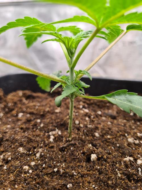 Gelato 44 | Royal Queen Seeds. Week 2 - 20-11 Transplanted