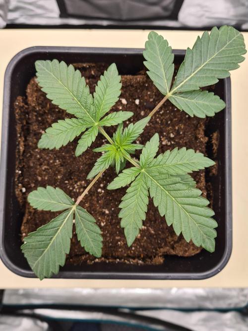 Gelato 44 | Royal Queen Seeds. Week 2 - 20-11 Transplanted