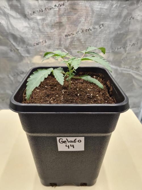 Gelato 44 | Royal Queen Seeds. Week 2 - 20-11 Transplanted