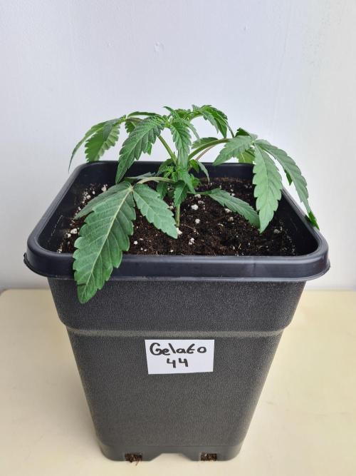 Gelato 44 | Royal Queen Seeds. Week 2 - 24-11