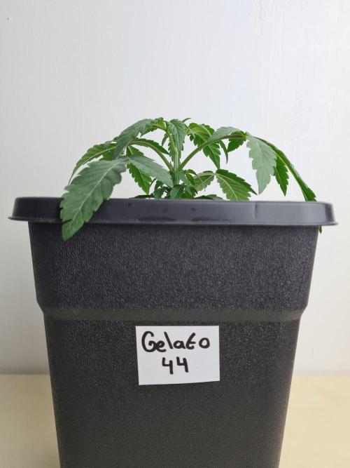 Gelato 44 | Royal Queen Seeds. Week 2 - 24-11