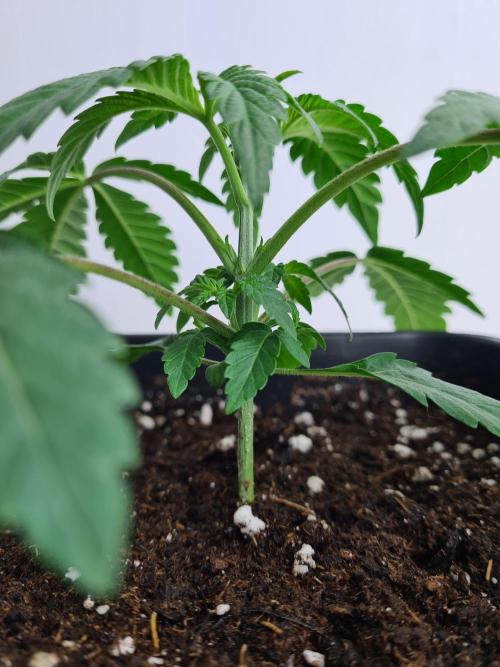 Gelato 44 | Royal Queen Seeds. Week 2 - 24-11