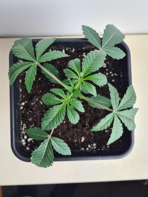 Gelato 44 | Royal Queen Seeds. Week 2 - 24-11