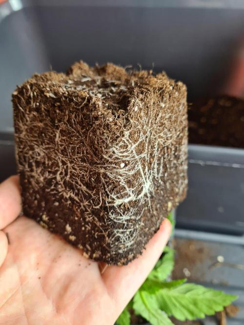 Tarte Tatin | Greenhouse Seeds Co.. Week 2 - 20-11 Roots