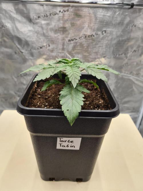 Tarte Tatin | Greenhouse Seeds Co.. Week 2 - 20-11 Transplanted