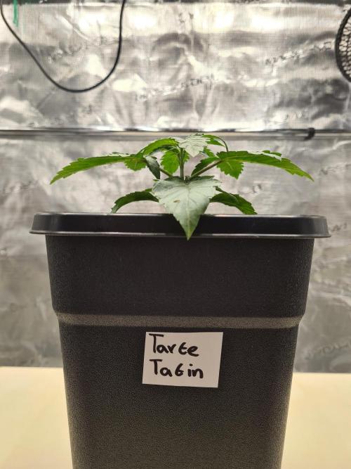 Tarte Tatin | Greenhouse Seeds Co.. Week 2 - 20-11 Transplanted