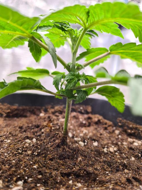 Tarte Tatin | Greenhouse Seeds Co.. Week 2 - 20-11 Transplanted