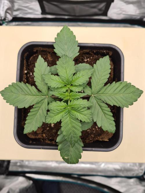 Tarte Tatin | Greenhouse Seeds Co.. Week 2 - 20-11 Transplanted