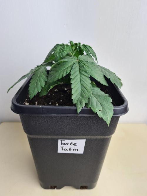 Tarte Tatin | Greenhouse Seeds Co.. Week 2 - 24-11