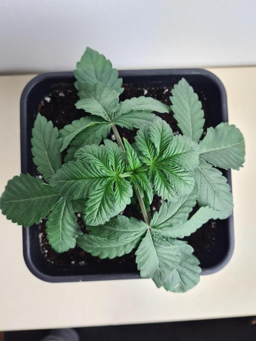 Tarte Tatin | Greenhouse Seeds Co.. Week 2 - 24-11