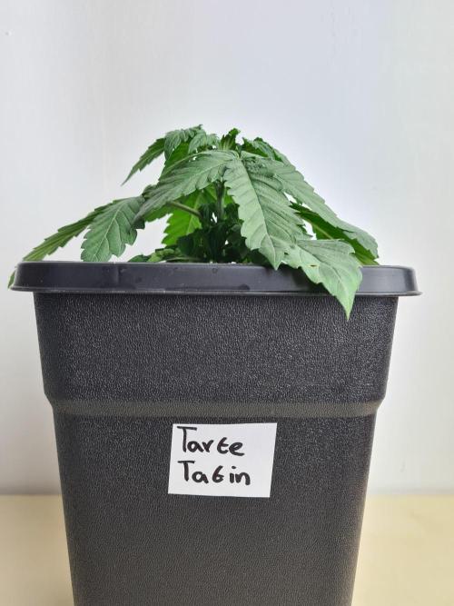 Tarte Tatin | Greenhouse Seeds Co.. Week 2 - 24-11
