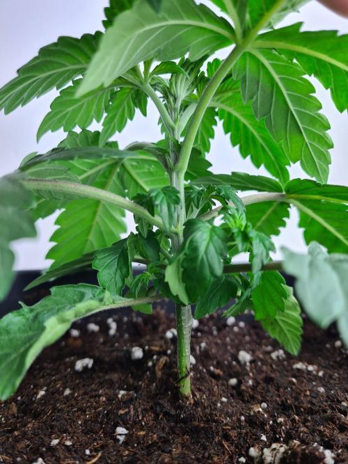 Tarte Tatin | Greenhouse Seeds Co.. Week 2 - 24-11