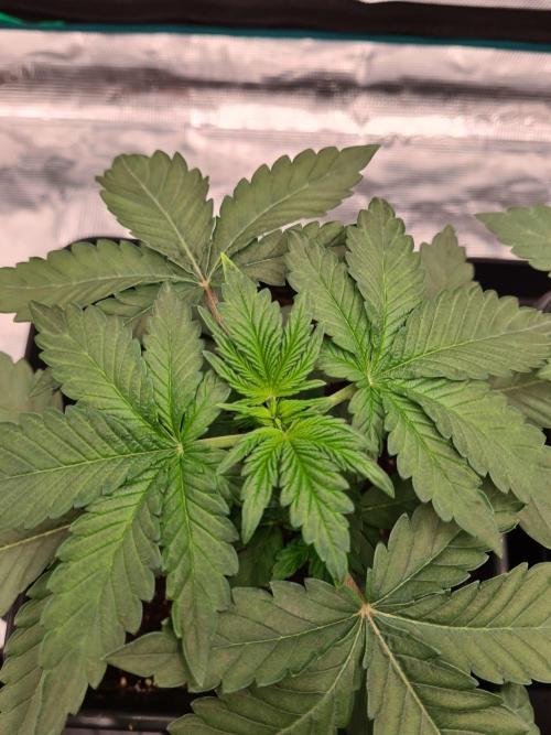 Tarte Tatin | Greenhouse Seeds Co.. Week 2 - 26-11 Burned tips
