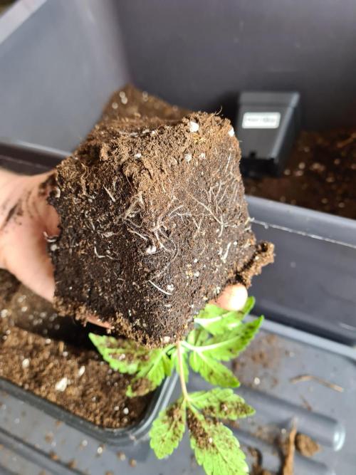 Nori Cake | Green House Seed Co.. Week 2 - 20-11 Roots