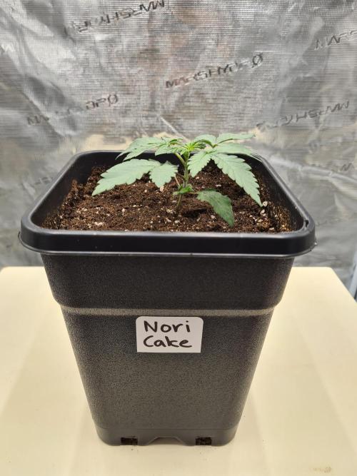 Nori Cake | Green House Seed Co.. Week 2 - 20-11 Transplanted