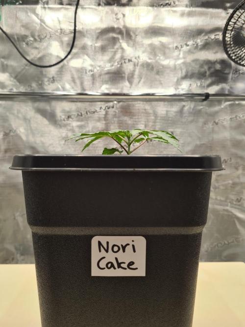 Nori Cake | Green House Seed Co.. Week 2 - 20-11 Transplanted