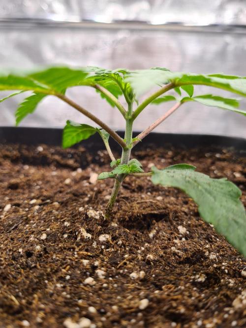 Nori Cake | Green House Seed Co.. Week 2 - 20-11 Transplanted