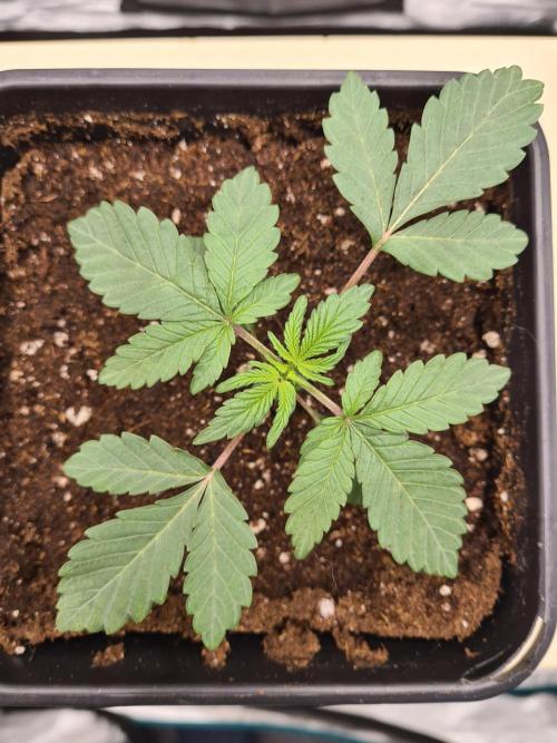 Nori Cake | Green House Seed Co.. Week 2 - 20-11 Transplanted