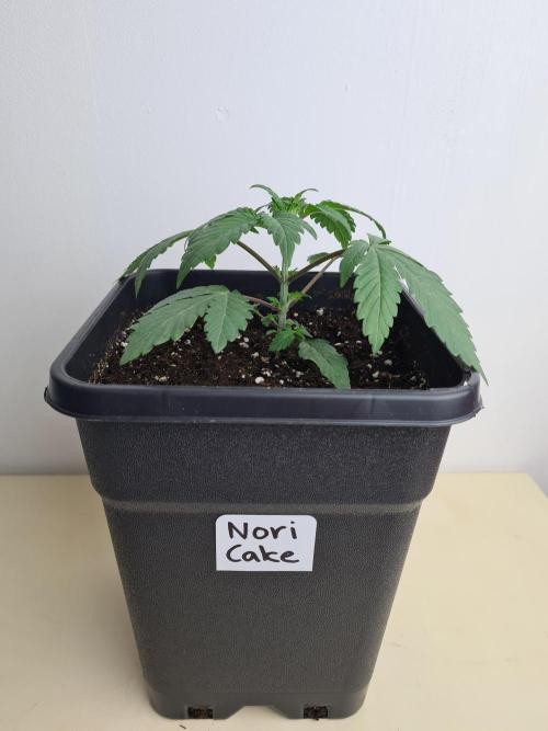 Nori Cake | Green House Seed Co.. Week 2 - 24-11