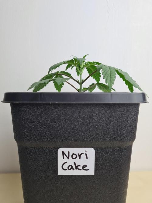 Nori Cake | Green House Seed Co.. Week 2 - 24-11