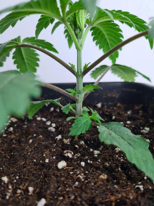 Nori Cake | Green House Seed Co.. Week 2 - 24-11